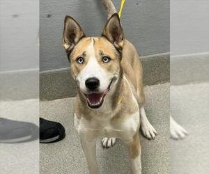 Siberian Husky-Unknown Mix Dogs for adoption in Las Vegas, NV, USA