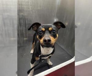 Chihuahua-Unknown Mix Dogs for adoption in San Antonio, TX, USA