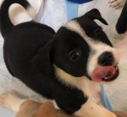 Border Collie-Shih Tzu Mix Dogs for adoption in Asheboro, NC, USA