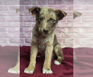 Australian Shepherd-Unknown Mix Dogs for adoption in Lakewood, CO, USA