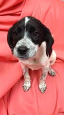 Medium Photo #1 Pointer-Unknown Mix Puppy For Sale in FAIRLAWN, OH, USA