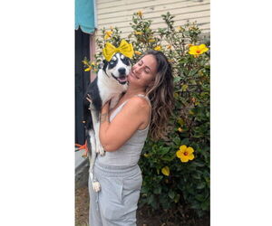 Siberian Husky-Unknown Mix Dogs for adoption in San Diego, CA, USA