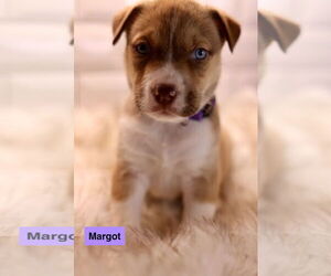 Bulldog-Unknown Mix Dogs for adoption in Duluth, MN, USA