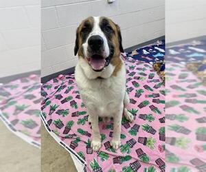 Saint Bernard-Unknown Mix Dogs for adoption in Fort Wayne, IN, USA