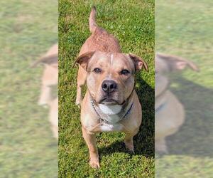 German Shepherd Dog-Unknown Mix Dogs for adoption in Akron, OH, USA