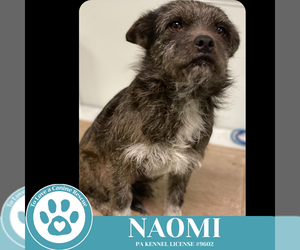 Cairn Terrier-Unknown Mix Dogs for adoption in Kimberton, PA, USA