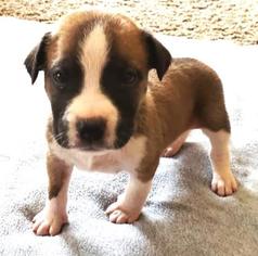 Boxador Dogs for adoption in Livingston, TX, USA