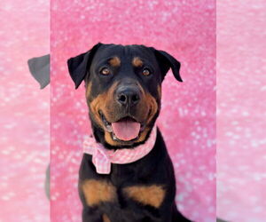 Rottweiler Dogs for adoption in Mission Viejo, CA, USA