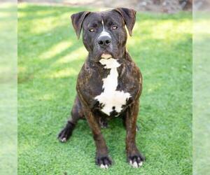American Pit Bull Terrier Dogs for adoption in Camarillo, CA, USA