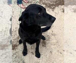 Labrador Retriever Dogs for adoption in Augusta, GA, USA