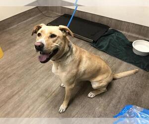 Labrador Retriever-Unknown Mix Dogs for adoption in Pasadena, CA, USA