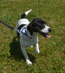 Pointer Dogs for adoption in Akron, OH, USA
