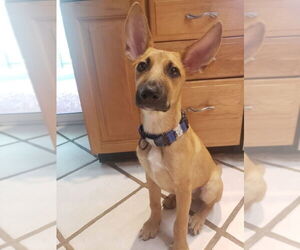 German Shepherd Dog Dogs for adoption in Hoffman Estates, IL, USA