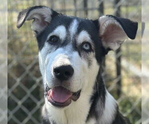Alaskan Malamute-Great Pyrenees Mix Dogs for adoption in Canton, CT, USA