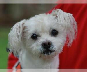Maltipoo Dogs for adoption in Cookeville, TN, USA