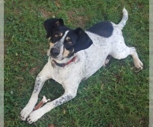Rat Terrier-Unknown Mix Dogs for adoption in Greenville, SC, USA