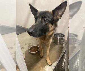 German Shepherd Dog Dogs for adoption in Stockton, CA, USA