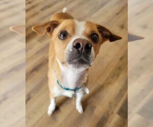 Chihuahua-Unknown Mix Dogs for adoption in Sandy, UT, USA