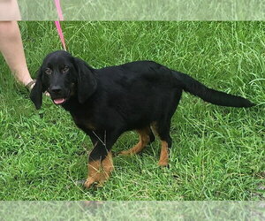 Bloodhound-Unknown Mix Dogs for adoption in Wetumpka, AL, USA