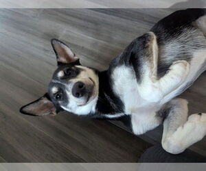 Siberian Husky-Unknown Mix Dogs for adoption in Pasadena, TX, USA