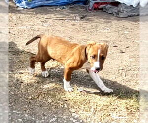 American Staffordshire Terrier-Unknown Mix Dogs for adoption in San Antonio, TX, USA