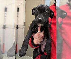 Staffordshire Bull Terrier-Unknown Mix Dogs for adoption in Boston, MA, USA