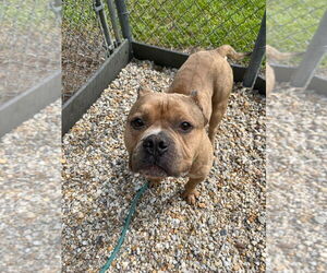 American Pit Bull Terrier Dogs for adoption in Tarboro, NC, USA