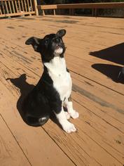 Medium Photo #1 Mutt Puppy For Sale in Rockaway, NJ, USA