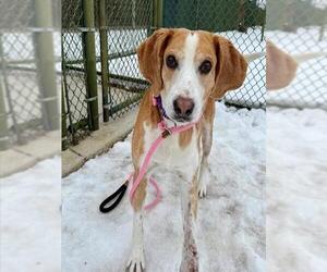 Mutt Dogs for adoption in Waterford, VA, USA