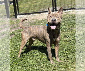 Mutt Dogs for adoption in Virginia Beach, VA, USA