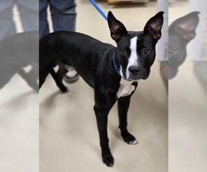 American Pit Bull Terrier Dogs for adoption in Center Township, PA, USA