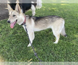 Siberian Husky Dogs for adoption in Tracy, CA, USA