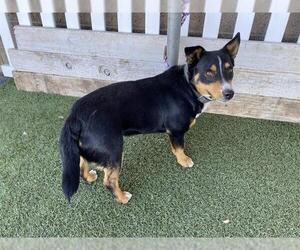 Cardigan Welsh Corgi-Unknown Mix Dogs for adoption in Modesto, CA, USA