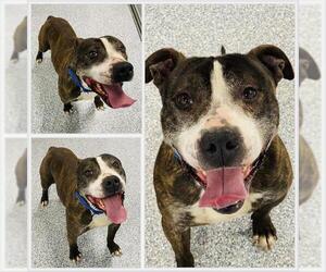 American Pit Bull Terrier Dogs for adoption in Westminster, MD, USA