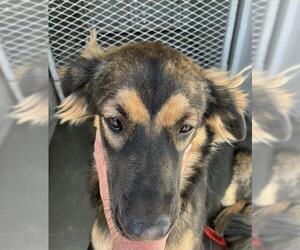 German Shepherd Dog Dogs for adoption in Bakersfield, CA, USA