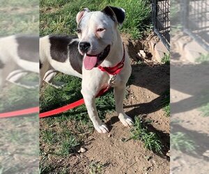 American Pit Bull Terrier-Bullmastiff Mix Dogs for adoption in Alturas, CA, USA
