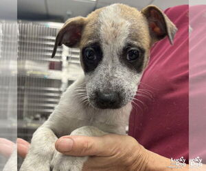 Mutt Dogs for adoption in Washington, DC, USA