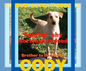 Labrador Retriever Dogs for adoption in Sebec, ME, USA