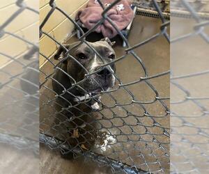Bullmastiff-Unknown Mix Dogs for adoption in Waco, TX, USA