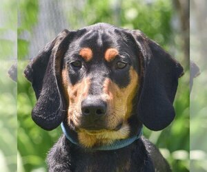 Black and Tan Coonhound Dogs for adoption in Huntley, IL, USA
