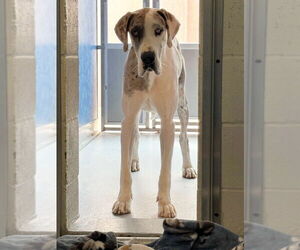 Great Dane Dogs for adoption in Bullard, TX, USA