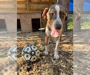 Mutt Dogs for adoption in Oak Bluffs, MA, USA