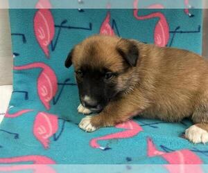 Mutt Dogs for adoption in HESPERIA, CA, USA