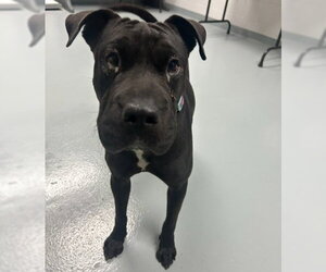 Chinese Shar-Pei-Unknown Mix Dogs for adoption in St. Cloud, FL, USA