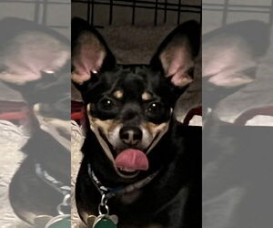 Chiweenie Dogs for adoption in MIDWAY, UT, USA