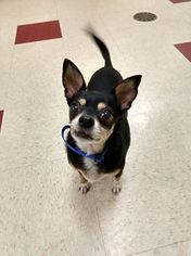 Chihuahua Dogs for adoption in Waynesboro, PA, USA