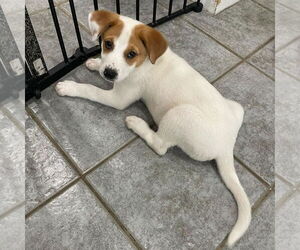 Australian Shepherd-Collie Mix Dogs for adoption in Bristol, CT, USA