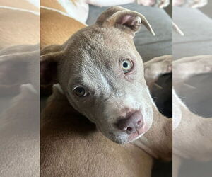 American Pit Bull Terrier-Unknown Mix Dogs for adoption in Germantown, OH, USA