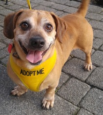 Bassugg Dogs for adoption in Wilmington, DE, USA