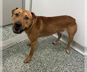 American Pit Bull Terrier-Unknown Mix Dogs for adoption in Salisbury, NC, USA